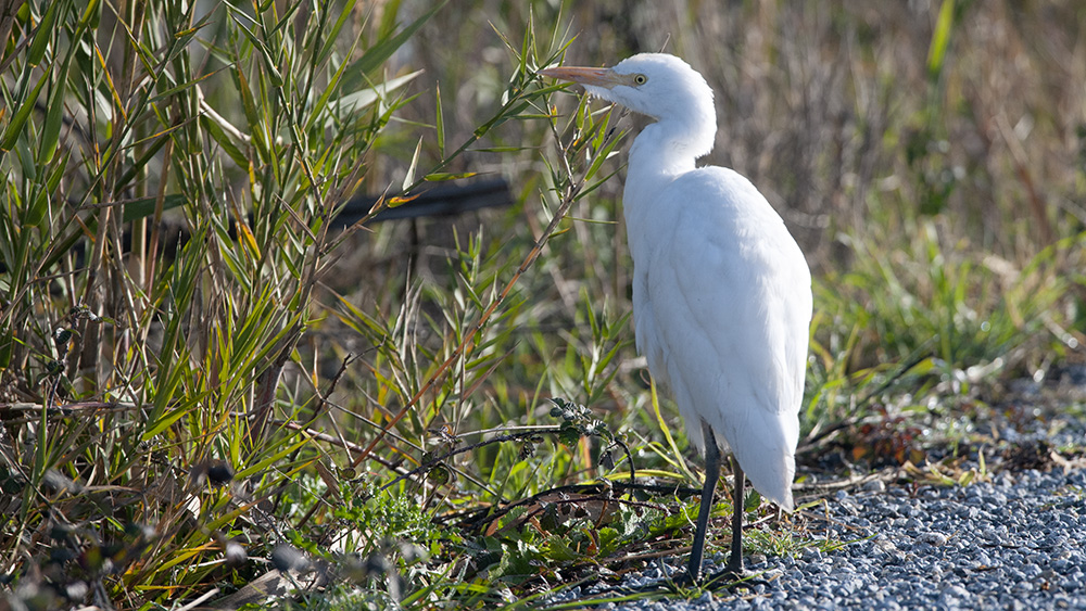 Cattle Egret